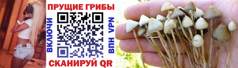 darknet наркотические препараты  цена   Десногорск  Псилоцибиновые грибы мухоморы 
